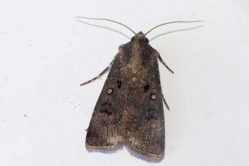 Réf. 292 817 : Agrotis trux